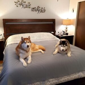 SILLY LEGACY Thin Reversible Waterproof Protective Cover or Liner for Bed or Couch, for Dogs and Cats (King 82 x 100, Gray)